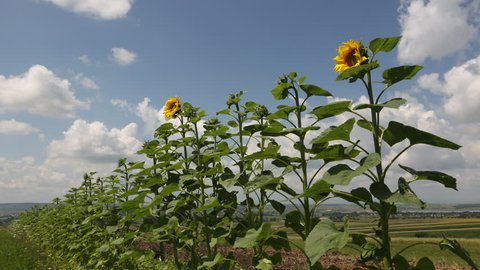 Time lapse of sunflowers with clouds passing by