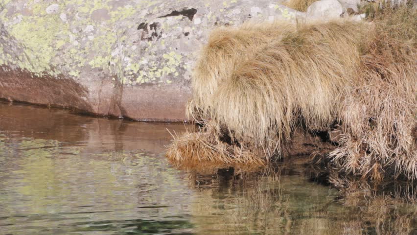 Dry river ledge plants, water and granite rock.