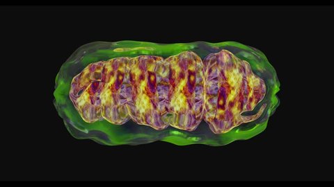 Mitochondria, a membrane-enclosed cellular organelles, which produce energy Mitochondria , Cell energy and Cellular respiration Mitochondrial disease Mitochondrial DNA 3D rendering