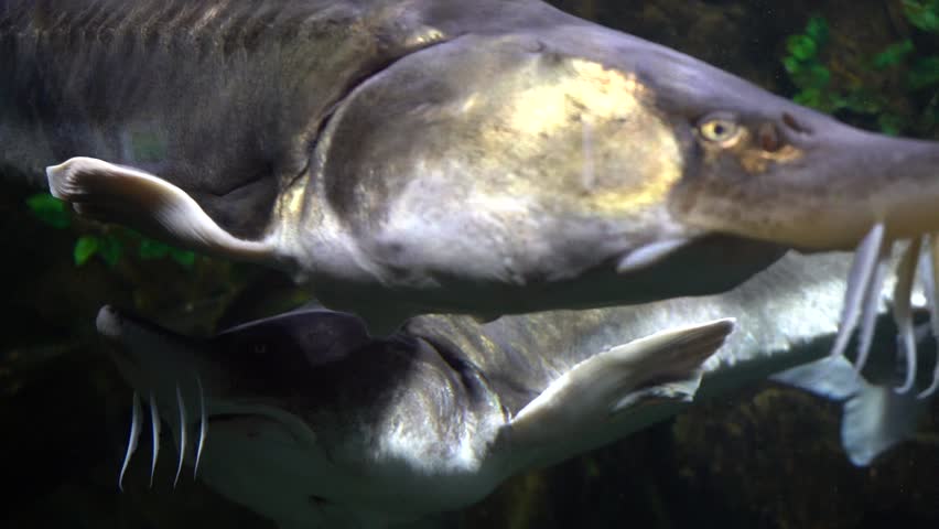 sturgeon in the aquarium