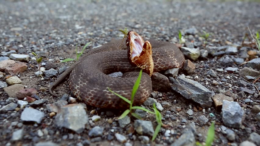 Western Cottonmouth image - Free stock photo - Public Domain photo ...