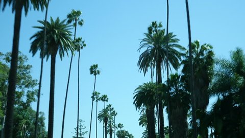 Driving through palm trees on a street with blue sky