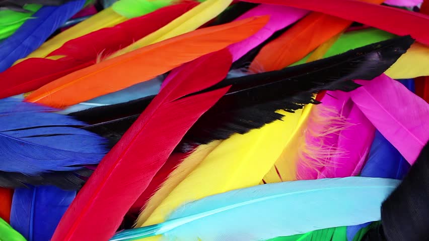Colorful rainbow bir feathers background closeup video | Shutterstock HD Video #1022571535