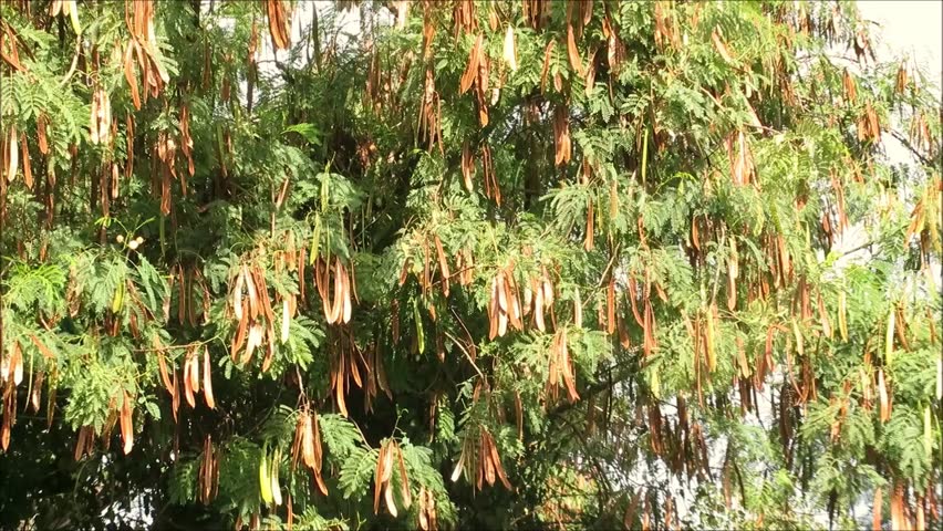 Dry seed pods on Acacia tree outside of Andalusian village of Alora