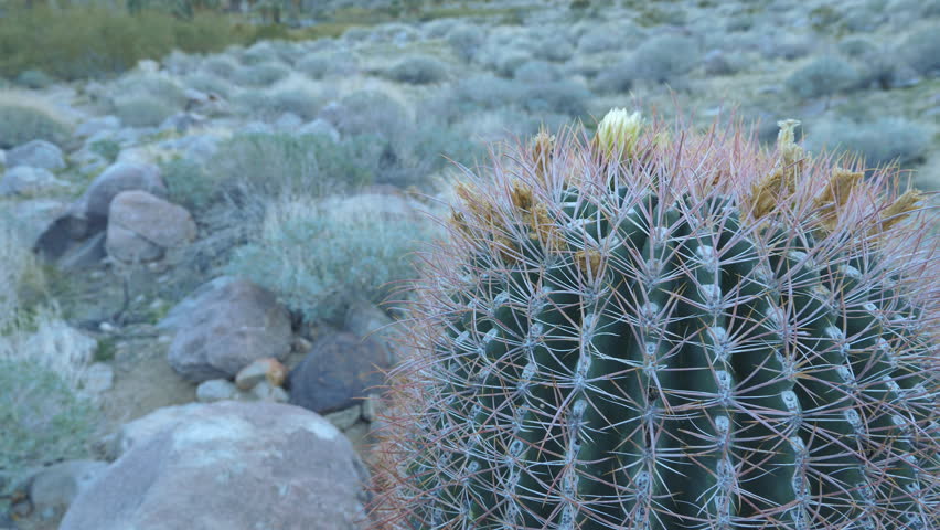 Pan to top of California Red Barrel Cactus. Indian Canyons, Palm Springs, California, USA. Handheld shot with stabilized camera.