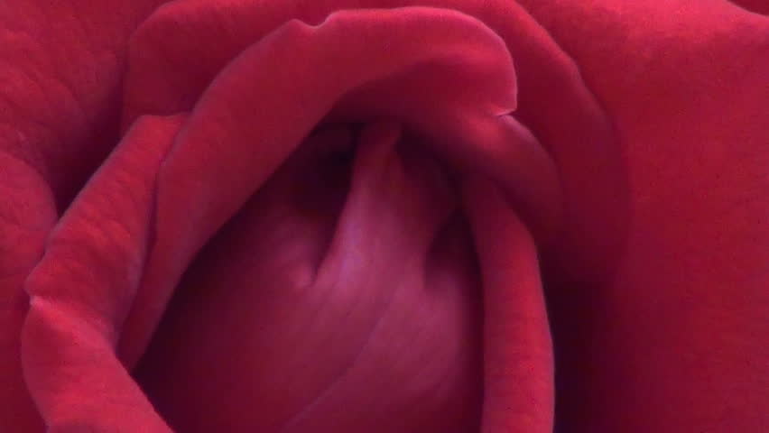 Macro view of  Red Rose petals. Close up on flowers in the summer garden.