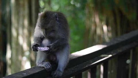 Balinese Monkey Eating Plastic Rubbish in the Rainforest, Bali Ubud Monkey Forest