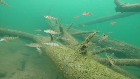 Underwater footage of swimming European perch (Perca fluviatilis). Group of Perches swimming underwater in a flooded trees. Nice fresh water predator fish in the nature habitat.
