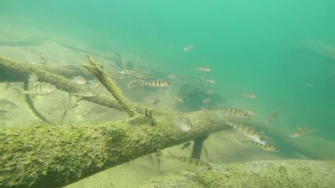 Underwater footage of swimming European perch (Perca fluviatilis). Group of Perches swimming underwater in a flooded trees. Nice fresh water predator fish in the nature habitat.