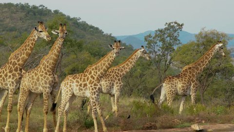 herd of giraffes in the Savannah