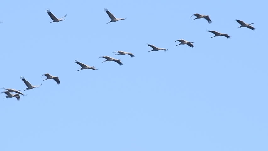 Common Cranes or Eurasian Cranes (Grus Grus) flying in mid air during migration. Slow motion clip.