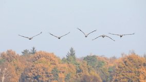 Common Cranes or Eurasian Cranes (Grus Grus) flying away  during migration. Slow motion clip.