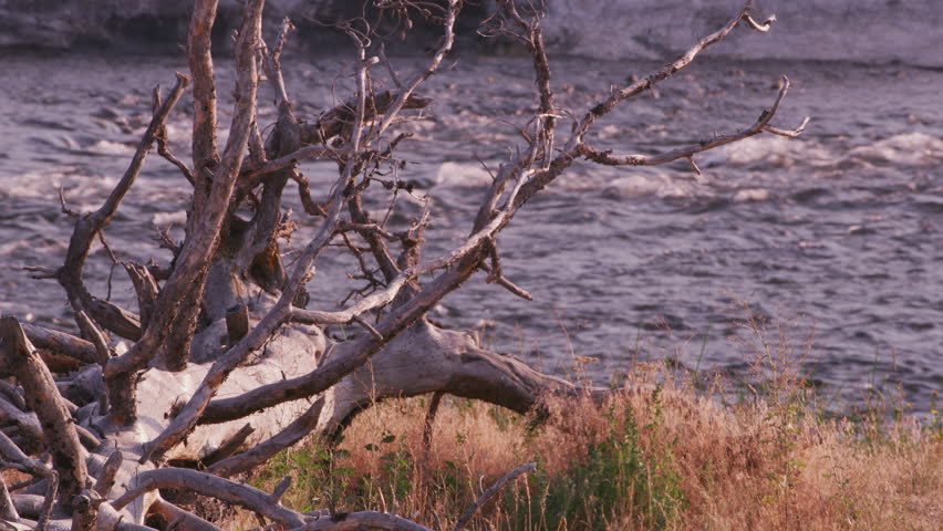 Fallen tree with river in background, Yellowstone National Park