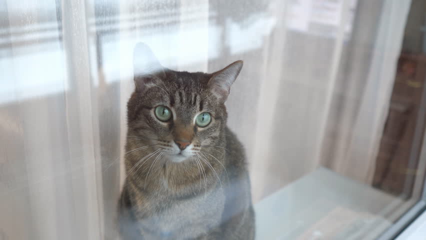 pretty cat looking out the window carefully. cat lookin gat camera.