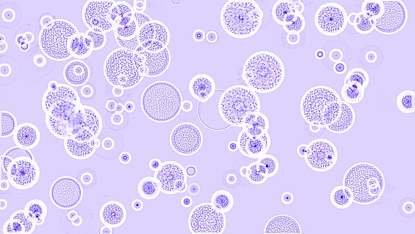 Cells On A Petri Dish Stock Footage Video 100 Royalty Free 1022619904 Shutterstock