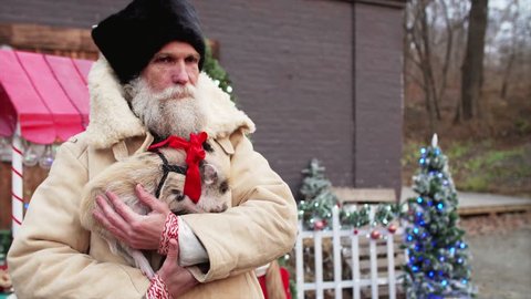 Whitebearded man in coat is holding mini pig in his hands. Christmas decorations are on the background
