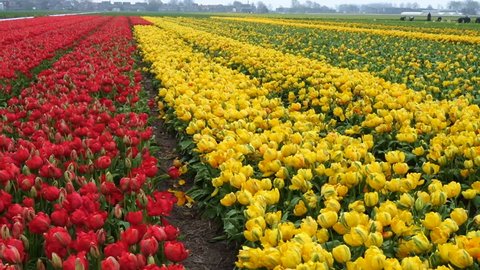 Dutch Spring Flower Fields Copter View Stock Footage Video (100% ...