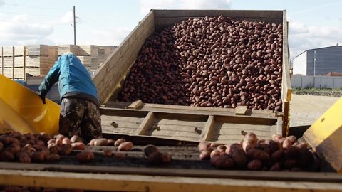 Potatoes are unloaded from dump truck body on conveyor belt, for sorting through. Agricultural production sector. 
