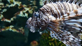 Beautiful fish ( lion fish ) in the aquarium on decoration of aquatic plants background. A colorful fish in fish tank.
