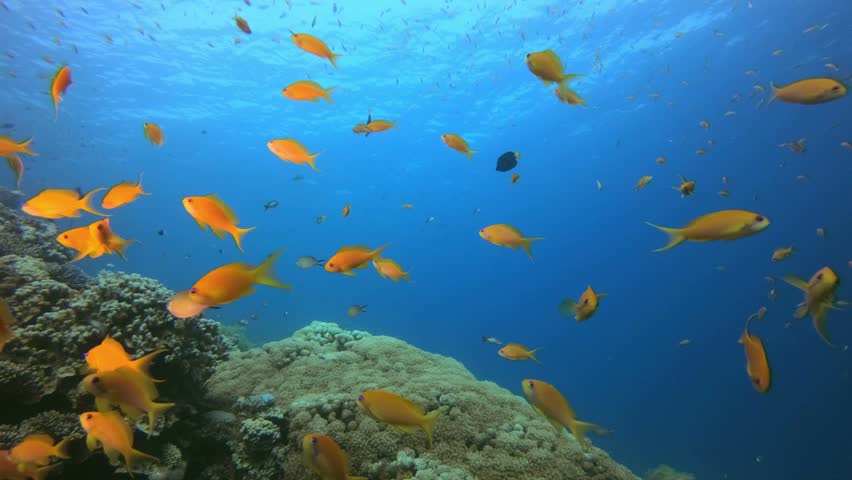 Colorful Fish and Soft Coral. Picture of colorful reef coral scene in the tropical reef of the Red Sea Dahab Egypt. | Shutterstock HD Video #1022635495