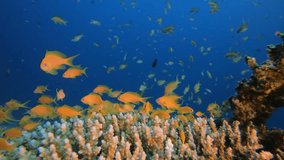 Underwater Orange Fish Scenery. Picture of colorful scalefin anthias-fish (Pseudanthias squamipinnis) and soft-hard corals in the tropical reef of the Red Sea Dahab Egypt.