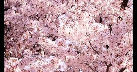 Sakura who bloomed in the spring wind