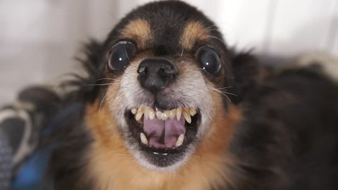 Grin of a small cute dog