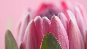 Protea flower close-up. Pink King Protea Plant rotation over purple background. Extreme closeup. Holiday gift, bunch, bud. One Beautiful fashion flower macro shoot. Slow motion 4K UHD video