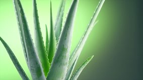 Aloe Vera closeup. Aloevera plant leaf, rotated, natural organic renewal cosmetics, alternative medicine. Skin care concept. Health care, skincare, moisturizing. Rotation On green background. 4K UHD