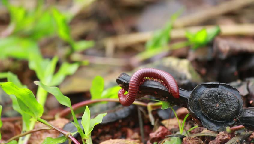 Visuals of Millipedes shot by me on Rainy Season | Shutterstock HD Video #1022644489