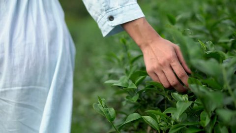 4K Young beautiful Asian woman farmer in blue dress walking in nature at tea plantation farm field in springtime. Female hand touching and stroking fresh green tea tree plant leaves in summer morning.