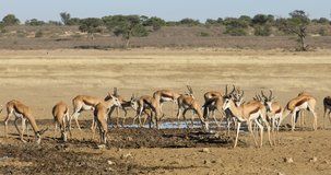 Herd of springbok antelopes (Antidorcas marsupialis) at a waterhole, Kalahari desert, South Africa