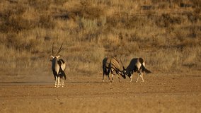 Gemsbok antelopes (Oryx gazella) fighting for territory, Kalahari desert, South Africa