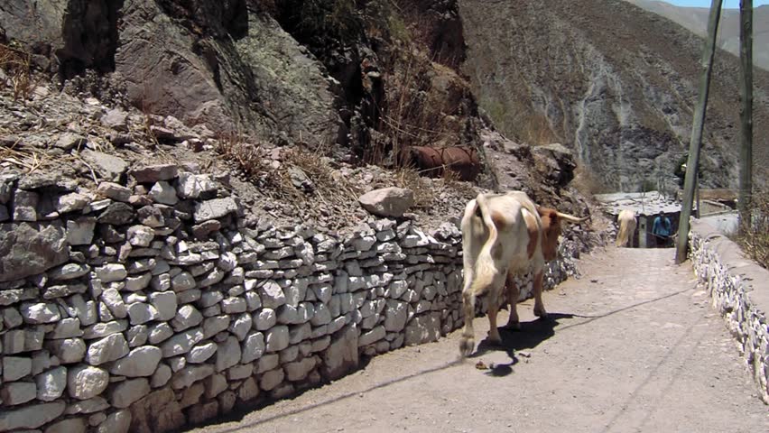Cows Walking on a Steep Dirt Path near Iruya Village in the Andes Mountains