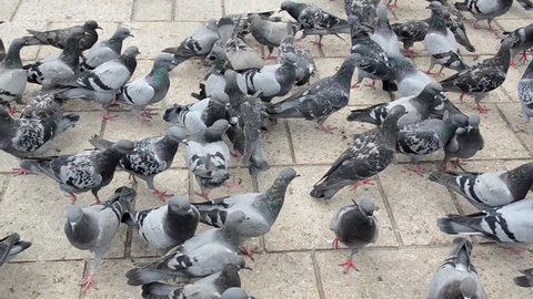 Pigeons eating seed from the hand. People feeding urban pigeons in city centre. A flock of pigeons eating corn grain and bread on the square in town. Group of wild birds are eating and flying 
