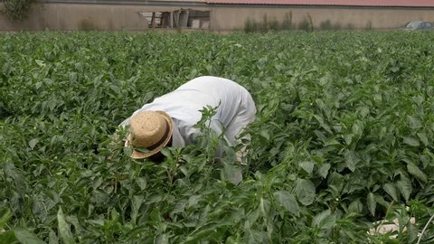 African farmer working in bell peppers in south pf Italy