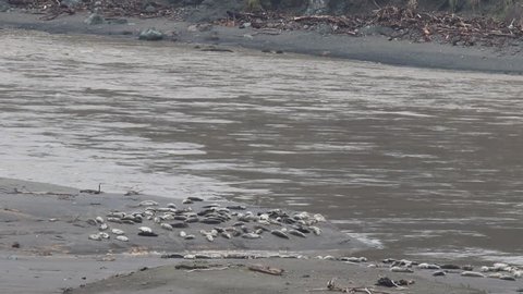 California Jenner's rookery attracts mostly Pacific harbor seals. Each winter a large sand spit builds up in Jenner, right at the mouth of the Russian River.
