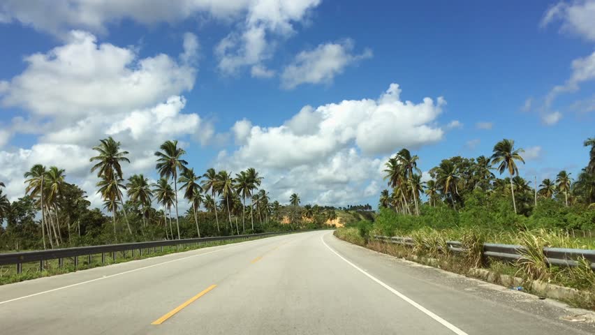 Road through high palm trees, along the road, views of palm trees, palm forest. Road to the Dominican Republic
