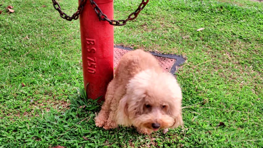 Poodle pet dog pooping shit feces on grass