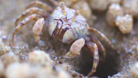 Macro sand bubbler crab, Soldier crab (Dotilla fenestrata) makes balls of sand while eating. 
