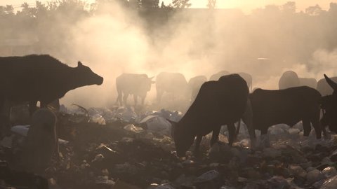 Cattle and pigs grazing among burning plastic at rubbish dump in Uttarakhand, India