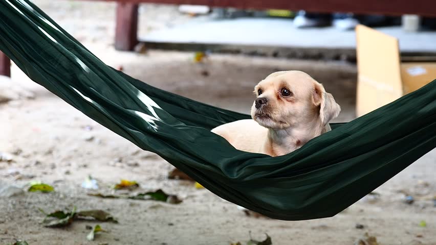 puppy hammock