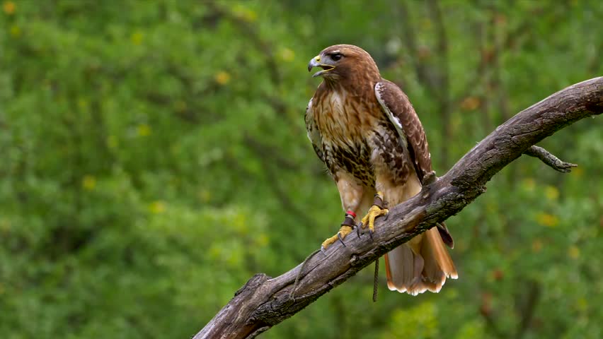 Red-tailed hawk (Buteo jamaicensis) taking off