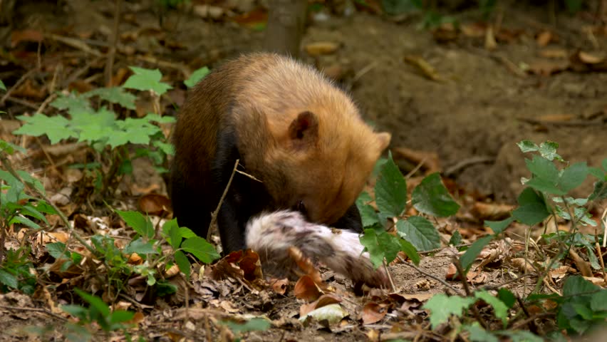 Bush dog (Speothos venaticus)