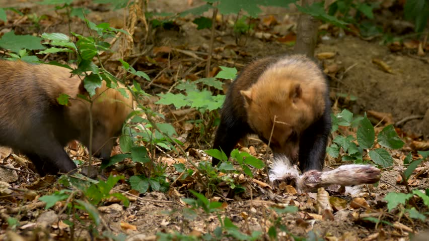 Bush dog (Speothos venaticus)