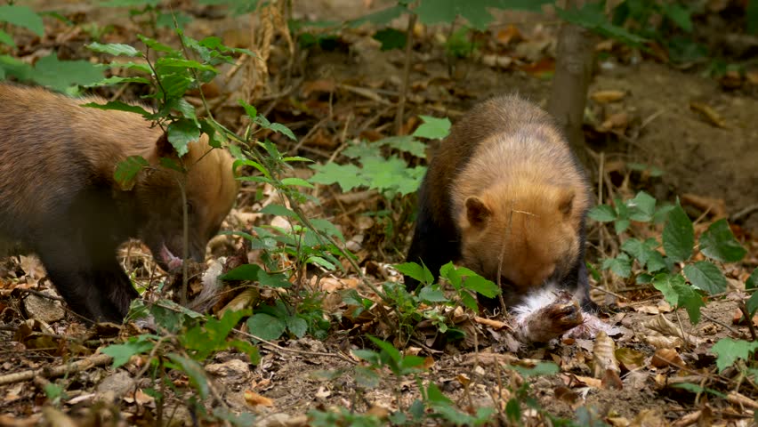 Bush dog (Speothos venaticus)