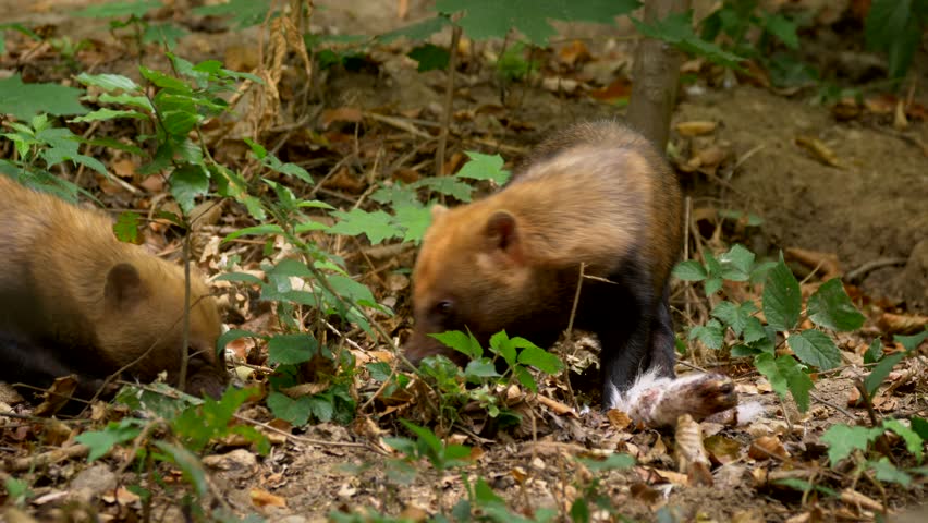 Bush dog (Speothos venaticus)