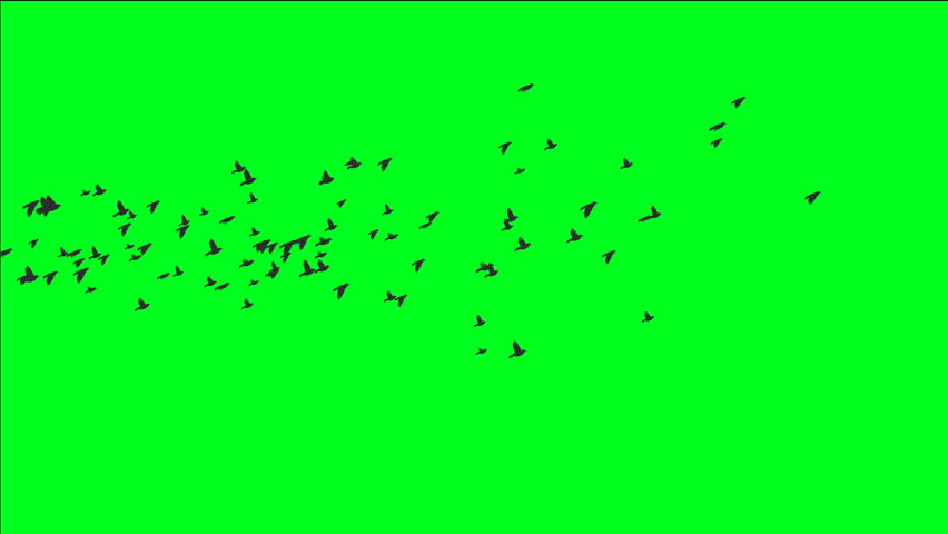 Flock Of Birds On Green Screen