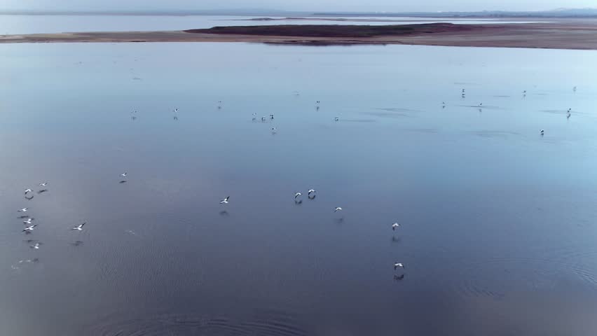 Flying flock of ducks. Shot. Top view of flock of black-white ducks flying over waters of lake. Beautiful flying and swirling flock of ducks