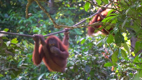 Orangutan, Pongo Pygmaeus, in Sepilok Orang Utan Rehabilitation Centre, Sandakan Sabah, Borneo, Malaysia. 